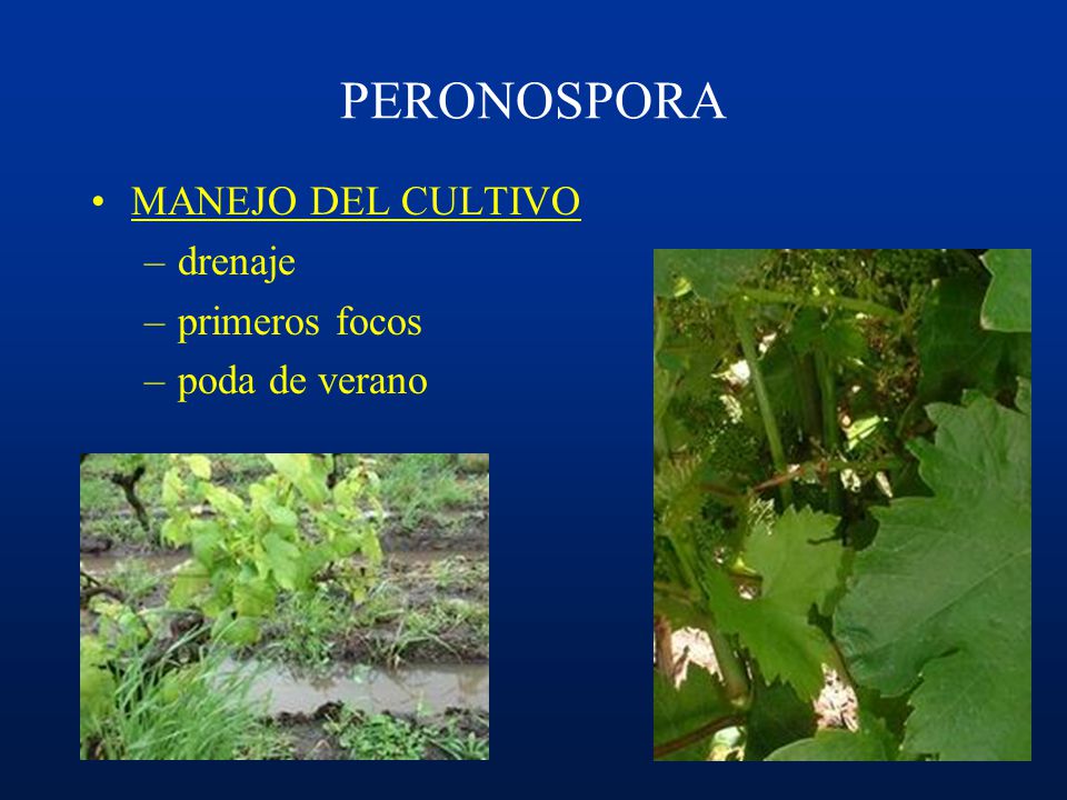 PERONOSPORA MANEJO DEL CULTIVO drenaje primeros focos poda de verano