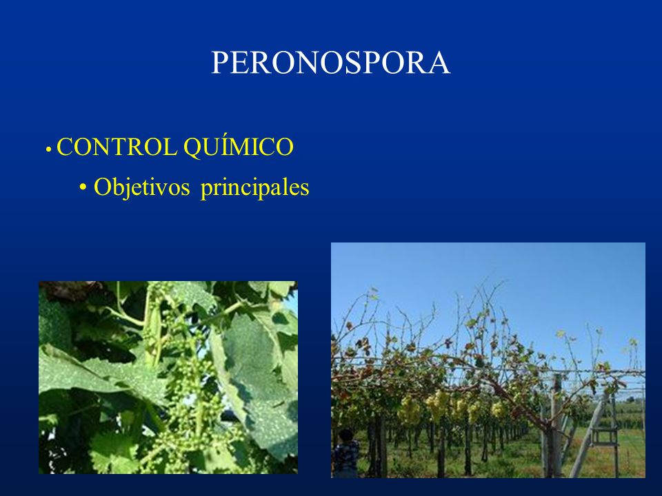 PERONOSPORA CONTROL QUÍMICO Objetivos principales