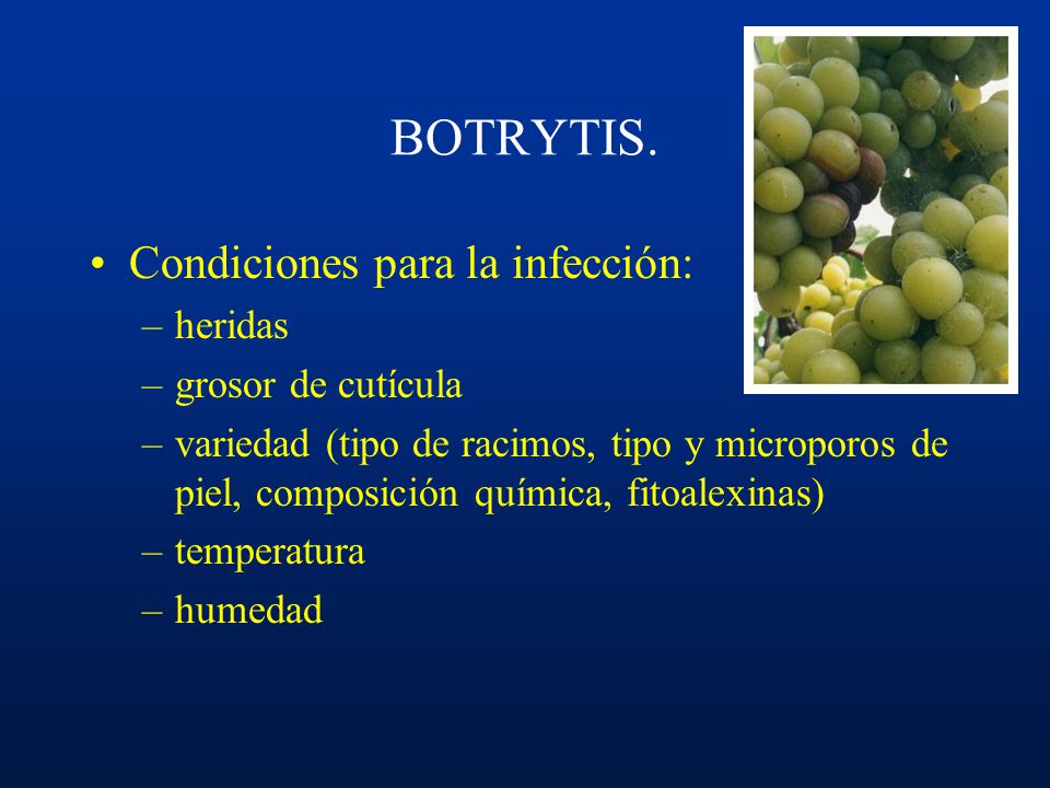 BOTRYTIS. Condiciones para la infección: heridas grosor de cutícula