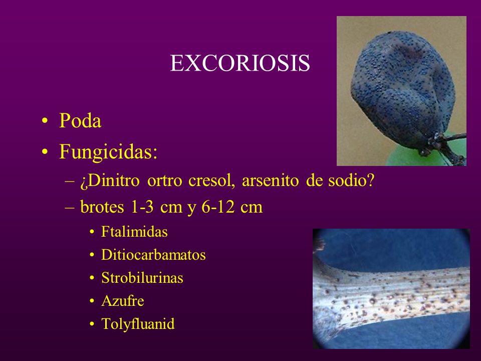 EXCORIOSIS Poda Fungicidas: ¿Dinitro ortro cresol, arsenito de sodio