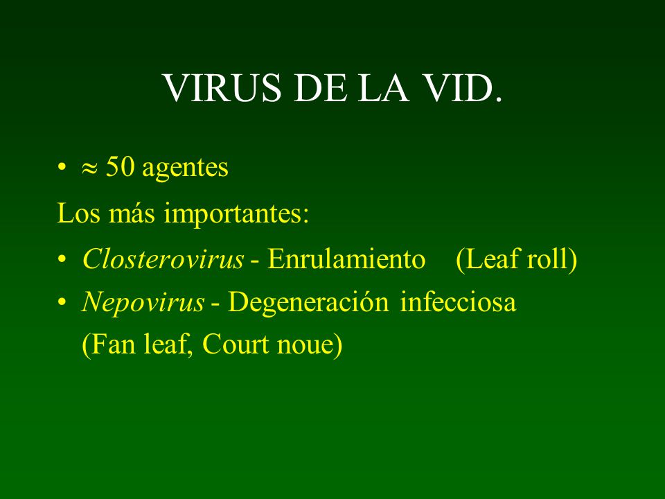 VIRUS DE LA VID.  50 agentes Los más importantes: