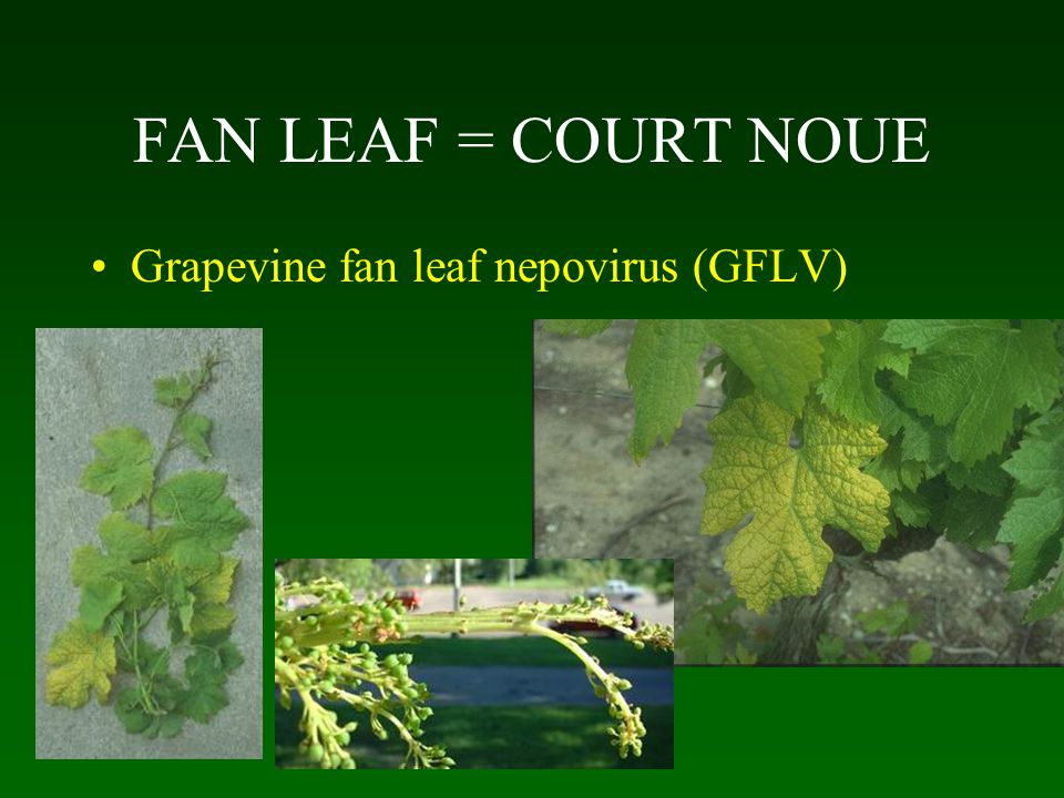FAN LEAF = COURT NOUE Grapevine fan leaf nepovirus (GFLV)