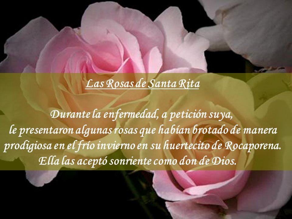 Las Rosas de Santa Rita Durante la enfermedad, a petición suya, le presentaron algunas rosas que habían brotado de manera prodigiosa en el frío invierno en su huertecito de Rocaporena.