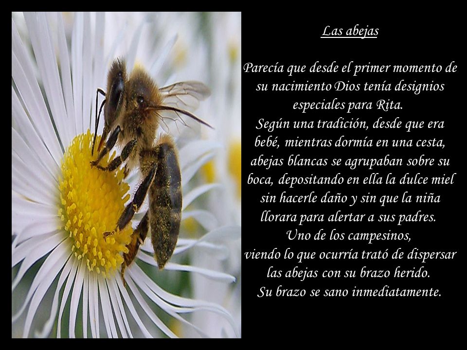 Las abejas Parecía que desde el primer momento de su nacimiento Dios tenía designios especiales para Rita.