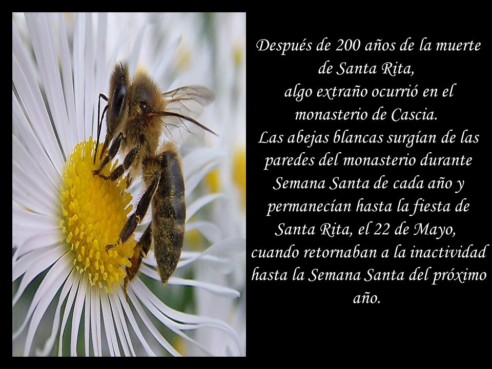 Después de 200 años de la muerte de Santa Rita, algo extraño ocurrió en el monasterio de Cascia.