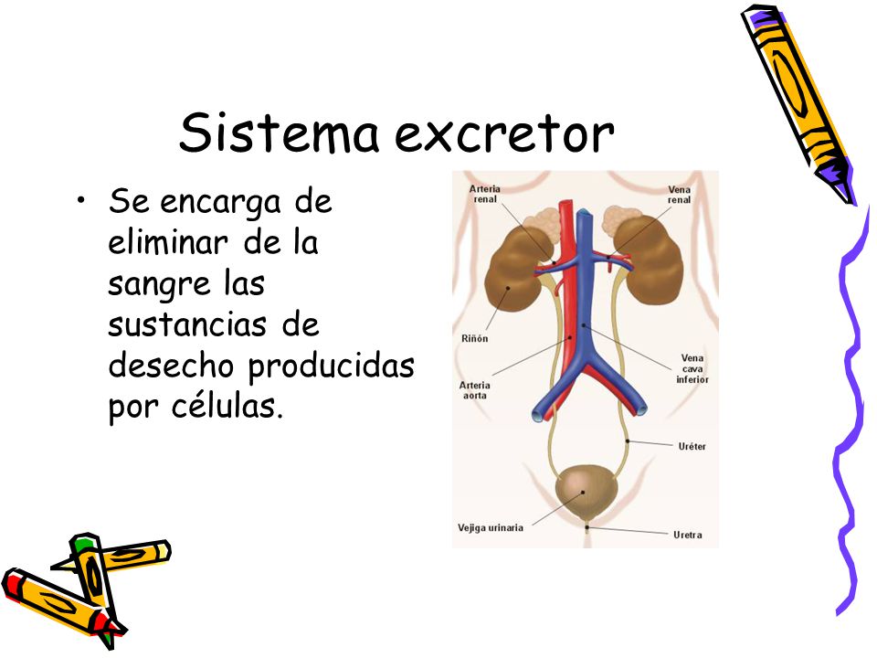 Sistema excretor Se encarga de eliminar de la sangre las sustancias de desecho producidas por células.