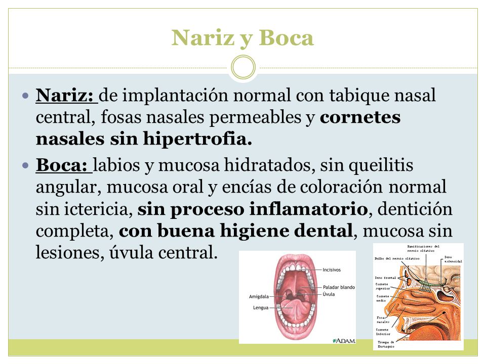 Nariz y Boca Nariz: de implantación normal con tabique nasal central, fosas nasales permeables y cornetes nasales sin hipertrofia.