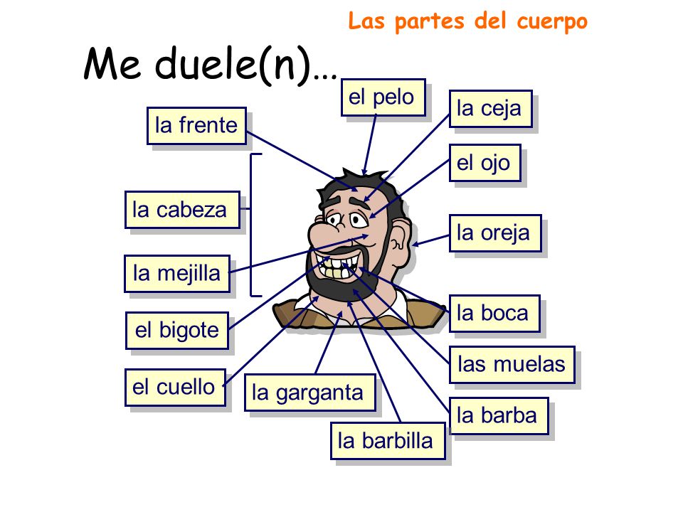 Me duele(n)… Las partes del cuerpo el pelo la ceja la frente el ojo