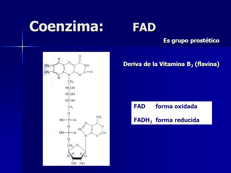 Coenzima: FAD Es grupo prostético Deriva de la Vitamina B2 (flavina)