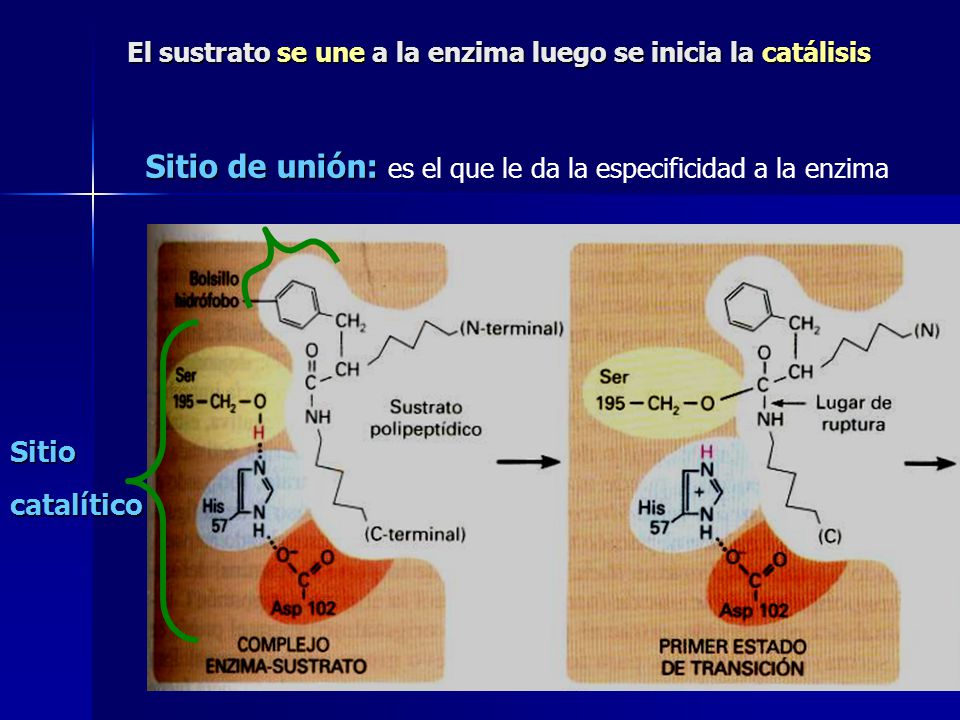 El sustrato se une a la enzima luego se inicia la catálisis