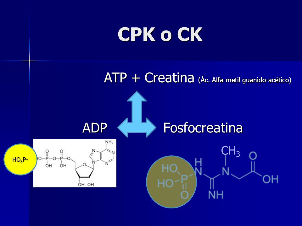 CPK o CK ATP + Creatina (Ác. Alfa-metil guanido-acético) ADP