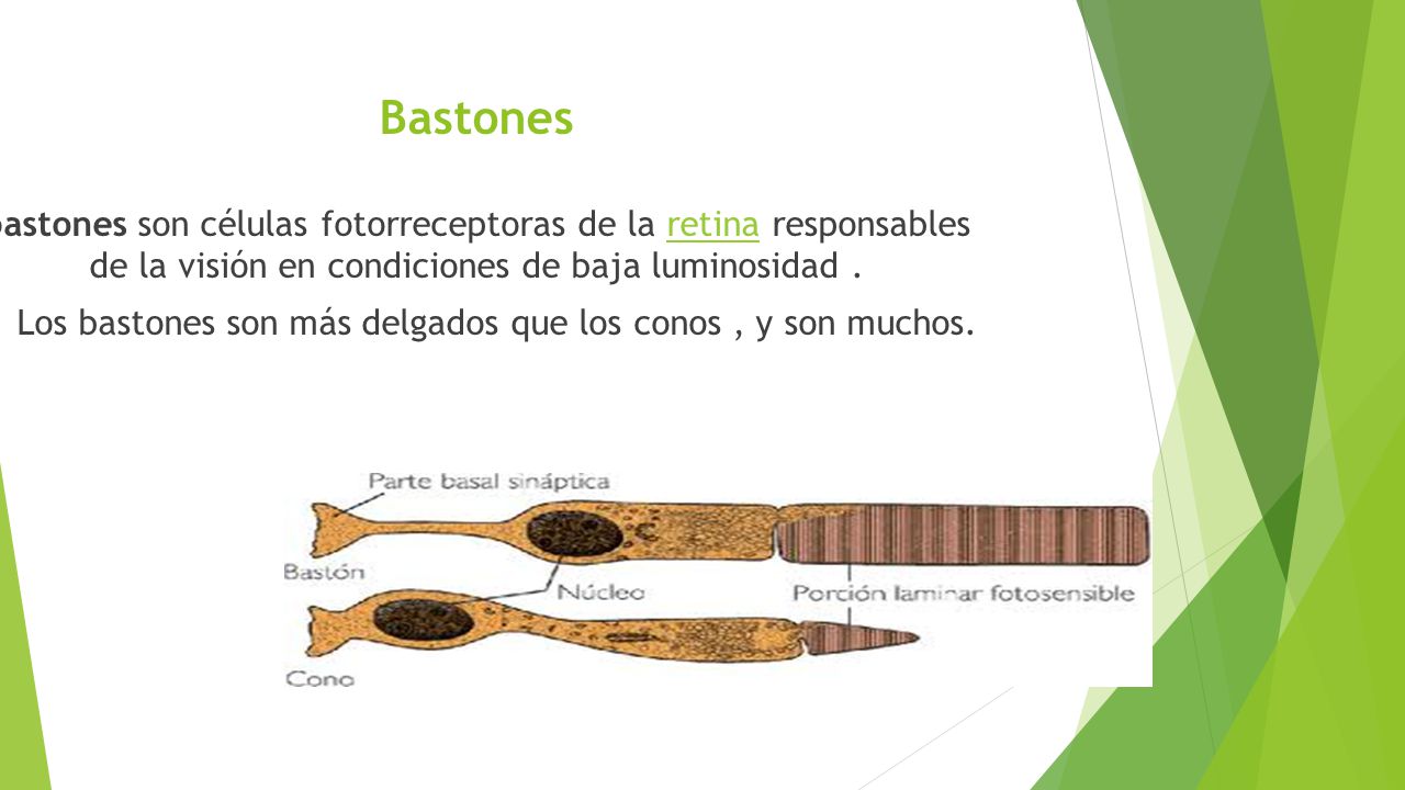 Los bastones son más delgados que los conos , y son muchos.