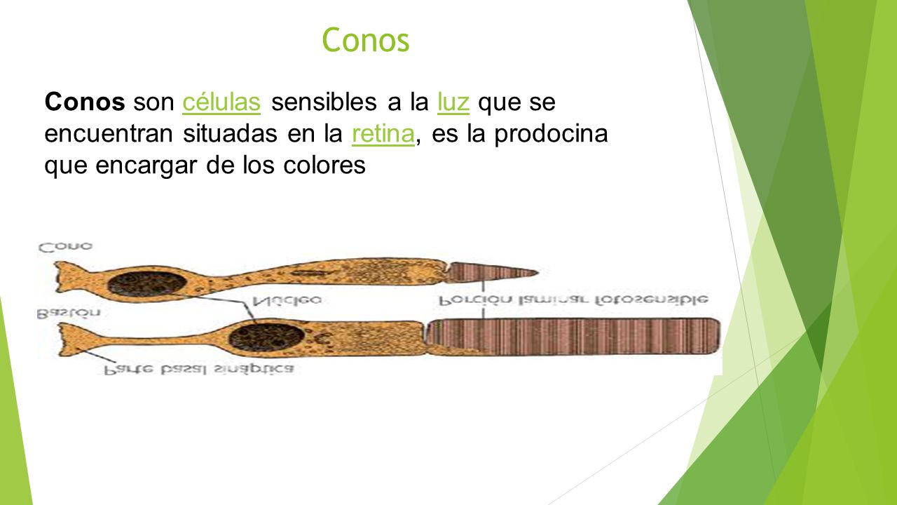 Conos Conos son células sensibles a la luz que se encuentran situadas en la retina, es la prodocina que encargar de los colores.