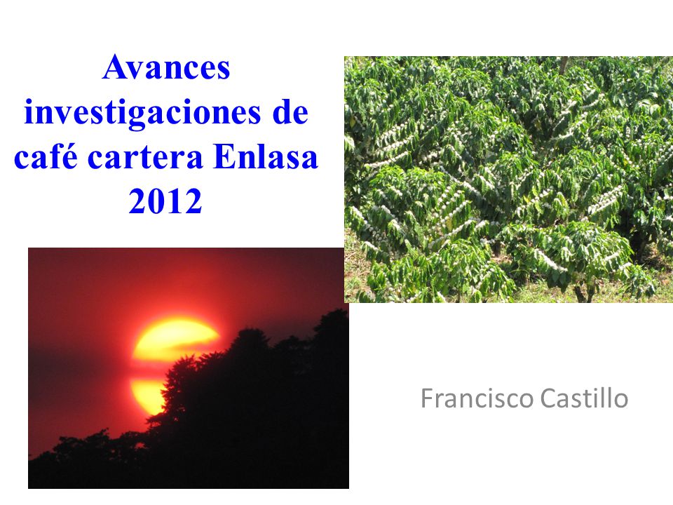 Avances investigaciones de café cartera Enlasa 2012
