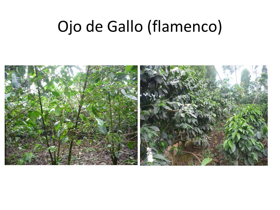 Ojo de Gallo (flamenco)