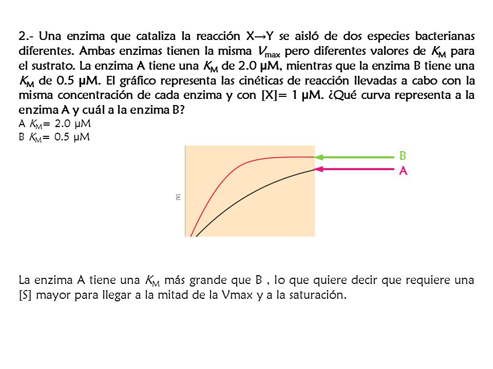 2.- Una enzima que cataliza la reacción X→Y se aisló de dos especies bacterianas diferentes. Ambas enzimas tienen la misma Vmax pero diferentes valores de KM para el sustrato. La enzima A tiene una KM de 2.0 μM, mientras que la enzima B tiene una KM de 0.5 μM. El gráfico representa las cinéticas de reacción llevadas a cabo con la misma concentración de cada enzima y con [X]= 1 μM. ¿Qué curva representa a la enzima A y cuál a la enzima B