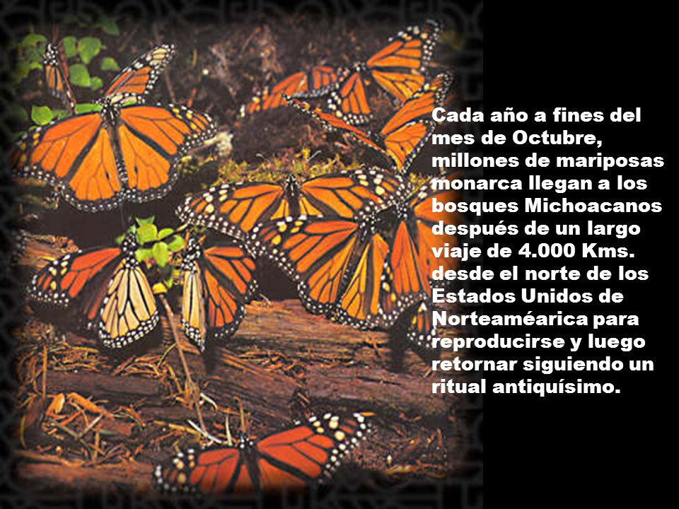 Cada año a fines del mes de Octubre, millones de mariposas monarca llegan a los bosques Michoacanos después de un largo viaje de Kms.