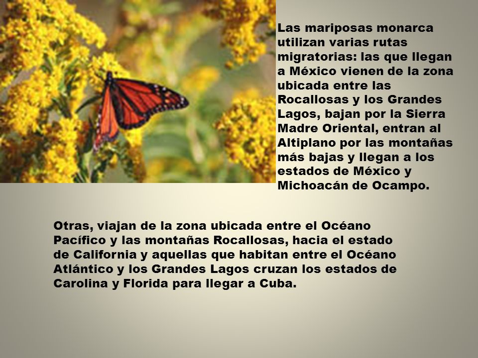 Las mariposas monarca utilizan varias rutas migratorias: las que llegan a México vienen de la zona ubicada entre las Rocallosas y los Grandes Lagos, bajan por la Sierra Madre Oriental, entran al Altiplano por las montañas más bajas y llegan a los estados de México y Michoacán de Ocampo.