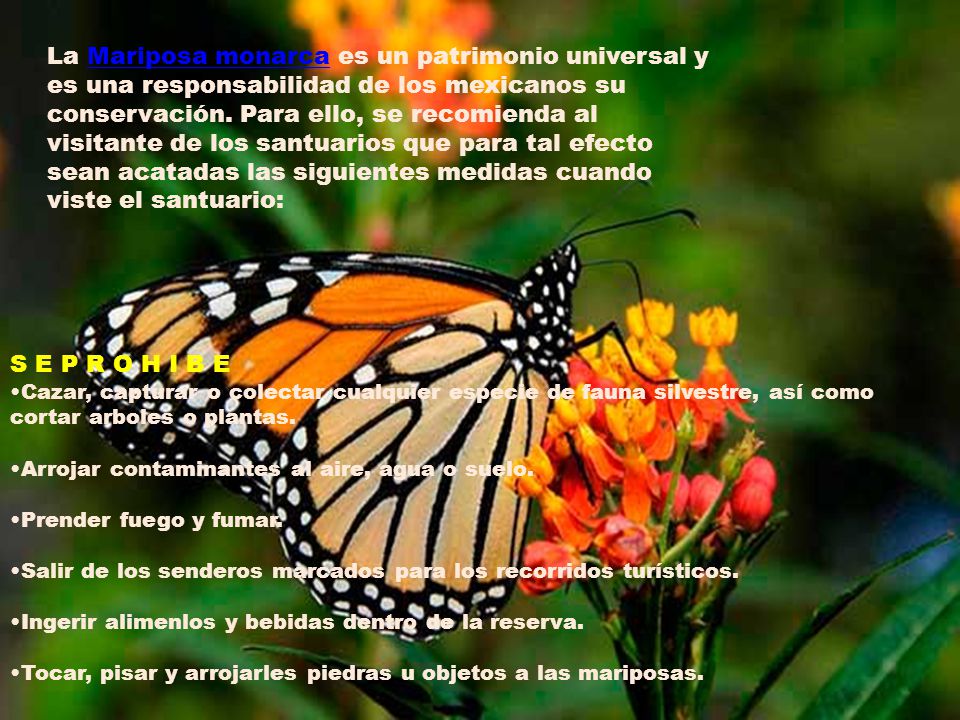 La Mariposa monarca es un patrimonio universal y es una responsabilidad de los mexicanos su conservación. Para ello, se recomienda al visitante de los santuarios que para tal efecto sean acatadas las siguientes medidas cuando viste el santuario: