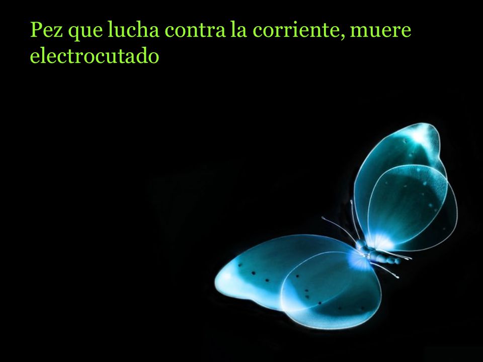 Pez que lucha contra la corriente, muere electrocutado.