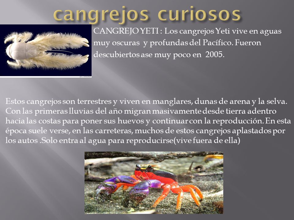 cangrejos curiosos CANGREJO YETI : Los cangrejos Yeti vive en aguas