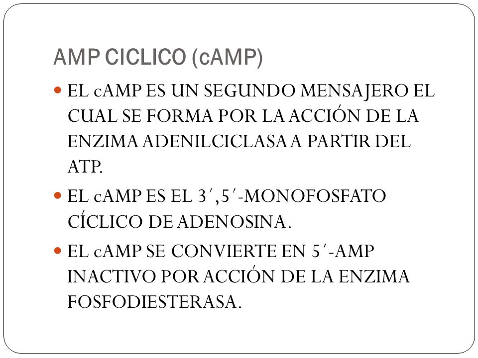 AMP CICLICO (cAMP) EL cAMP ES UN SEGUNDO MENSAJERO EL CUAL SE FORMA POR LA ACCIÓN DE LA ENZIMA ADENILCICLASA A PARTIR DEL ATP.
