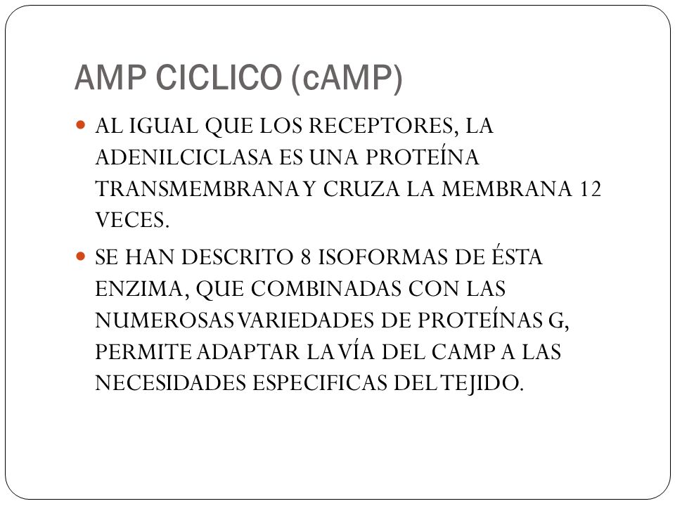 AMP CICLICO (cAMP) AL IGUAL QUE LOS RECEPTORES, LA ADENILCICLASA ES UNA PROTEÍNA TRANSMEMBRANA Y CRUZA LA MEMBRANA 12 VECES.
