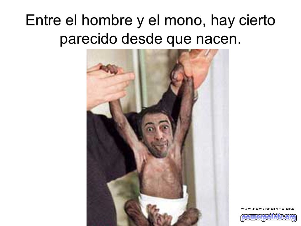 Entre el hombre y el mono, hay cierto parecido desde que nacen.