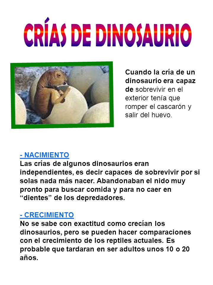 CRÍAS DE DINOSAURIO Cuando la cría de un dinosaurio era capaz de sobrevivir en el exterior tenía que romper el cascarón y salir del huevo.