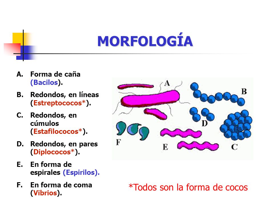 MORFOLOGÍA *Todos son la forma de cocos Forma de caña (Bacilos).