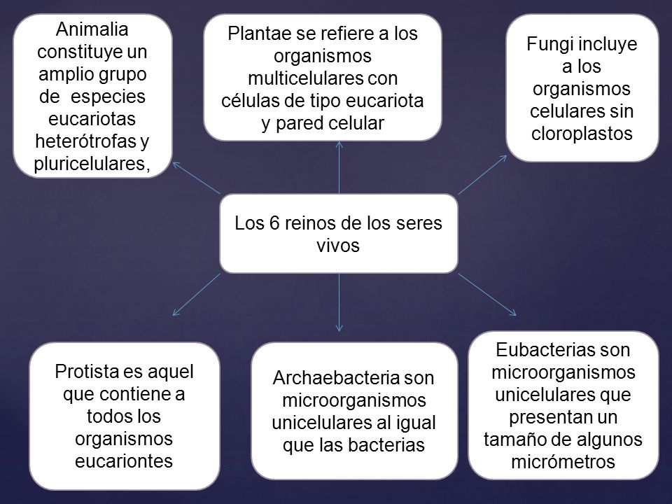 Fungi incluye a los organismos celulares sin cloroplastos