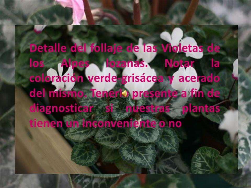 Detalle del follaje de las Violetas de los Alpes lozanas