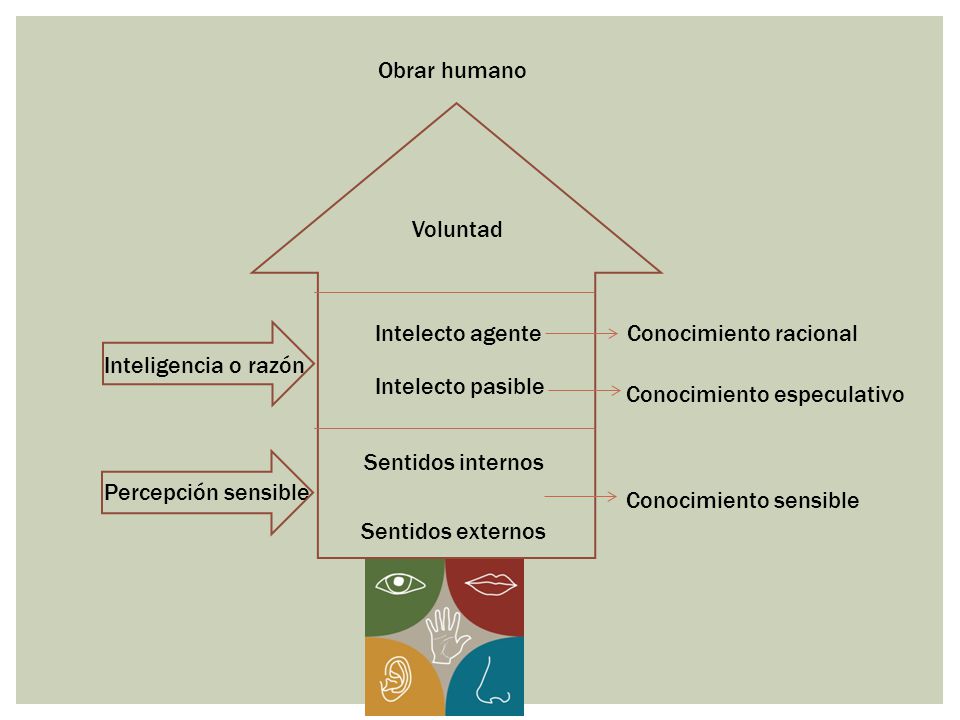 Obrar humano Voluntad. Intelecto agente. Conocimiento racional. Inteligencia o razón. Intelecto pasible.