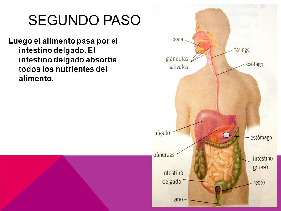 Segundo paso Luego el alimento pasa por el intestino delgado.