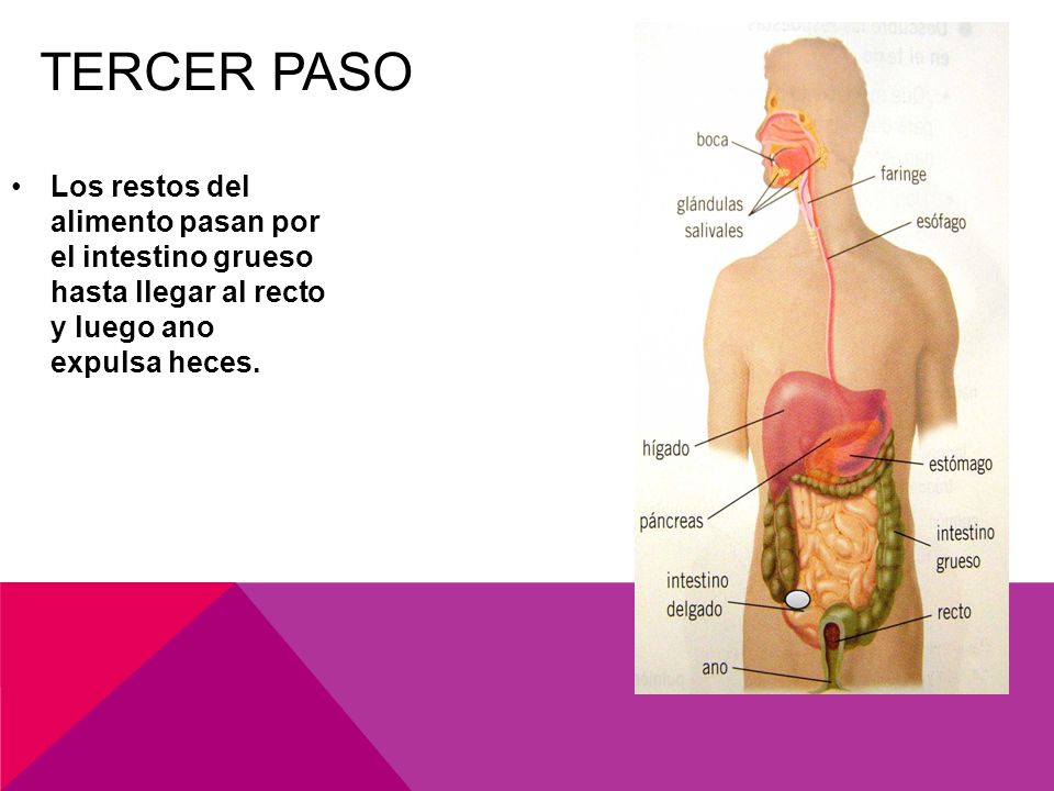 Tercer paso Los restos del alimento pasan por el intestino grueso hasta llegar al recto y luego ano expulsa heces.