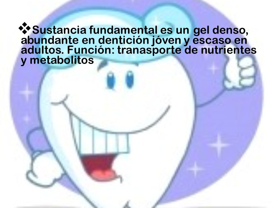 Sustancia fundamental es un gel denso, abundante en dentición jóven y escaso en adultos.