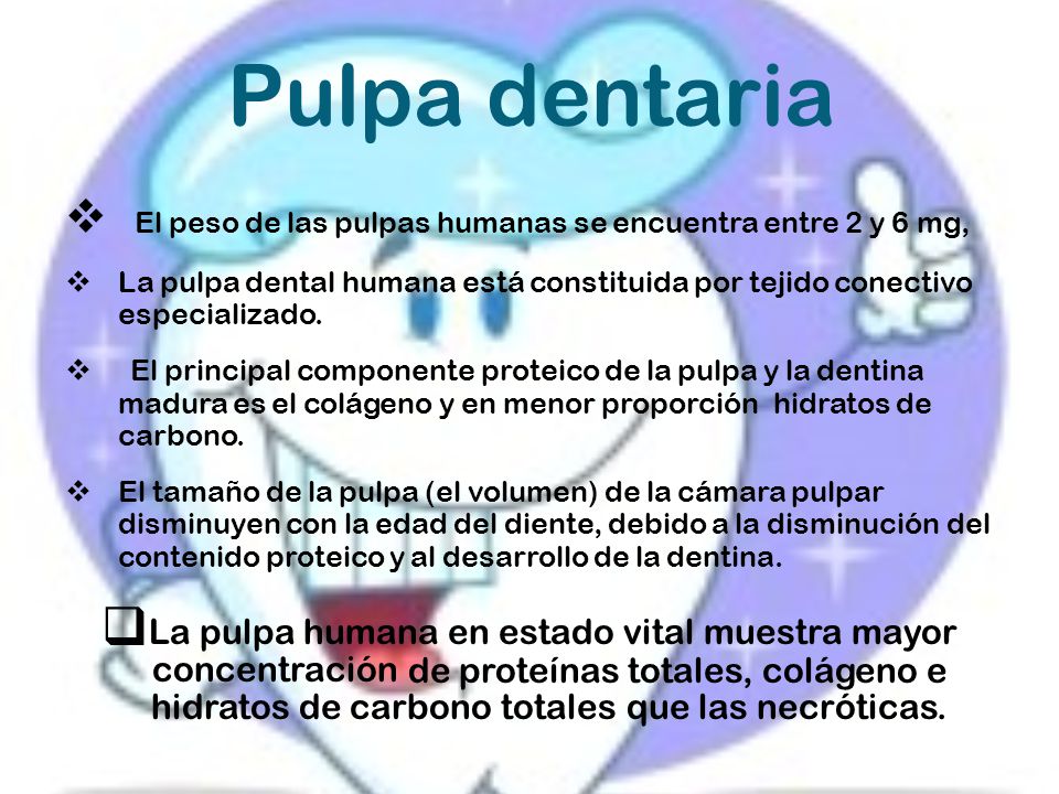 Pulpa dentaria El peso de las pulpas humanas se encuentra entre 2 y 6 mg,