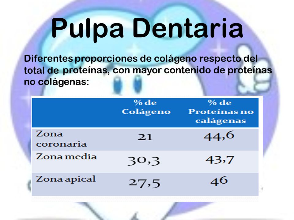 Pulpa Dentaria Diferentes proporciones de colágeno respecto del total de proteínas, con mayor contenido de proteínas no colágenas: