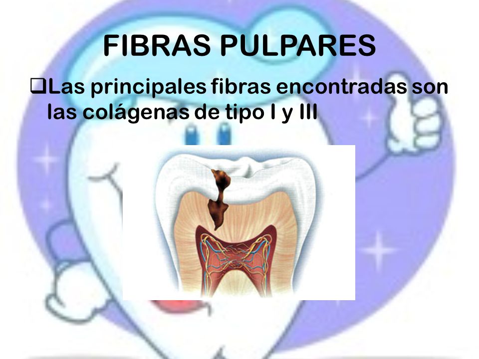 FIBRAS PULPARES Las principales fibras encontradas son las colágenas de tipo I y III