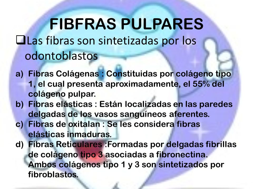 FIBFRAS PULPARES Las fibras son sintetizadas por los odontoblastos