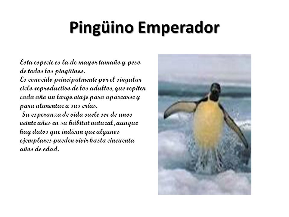 Pingüino Emperador Esta especie es la de mayor tamaño y peso de todos los pingüinos.
