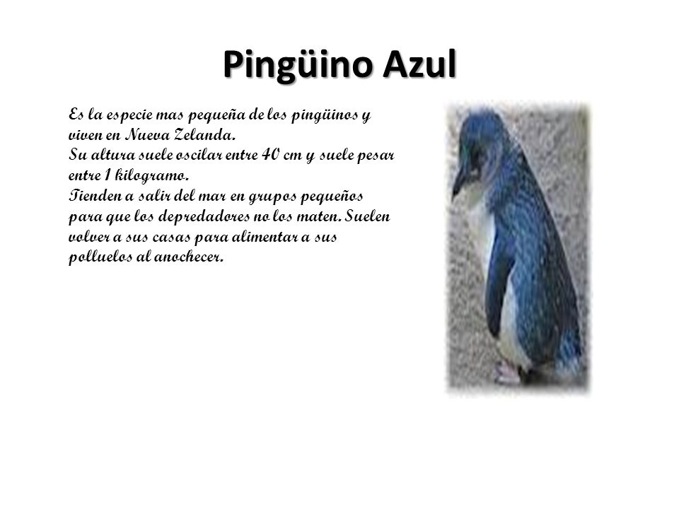 Pingüino Azul Es la especie mas pequeña de los pingüinos y viven en Nueva Zelanda.