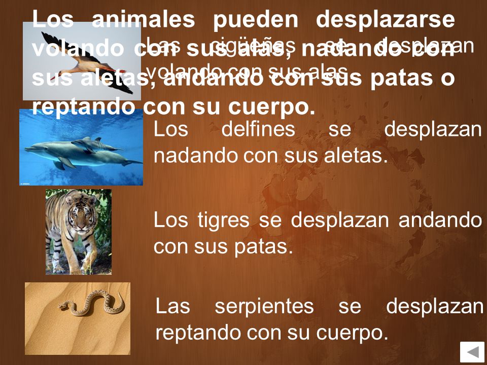 Los animales pueden desplazarse volando con sus alas, nadando con sus aletas, andando con sus patas o reptando con su cuerpo.