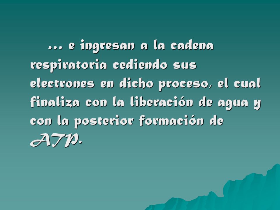 … e ingresan a la cadena respiratoria cediendo sus electrones en dicho proceso, el cual finaliza con la liberación de agua y con la posterior formación de ATP.