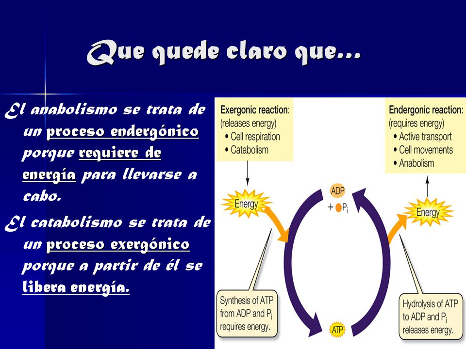 Que quede claro que… El anabolismo se trata de un proceso endergónico porque requiere de energía para llevarse a cabo.