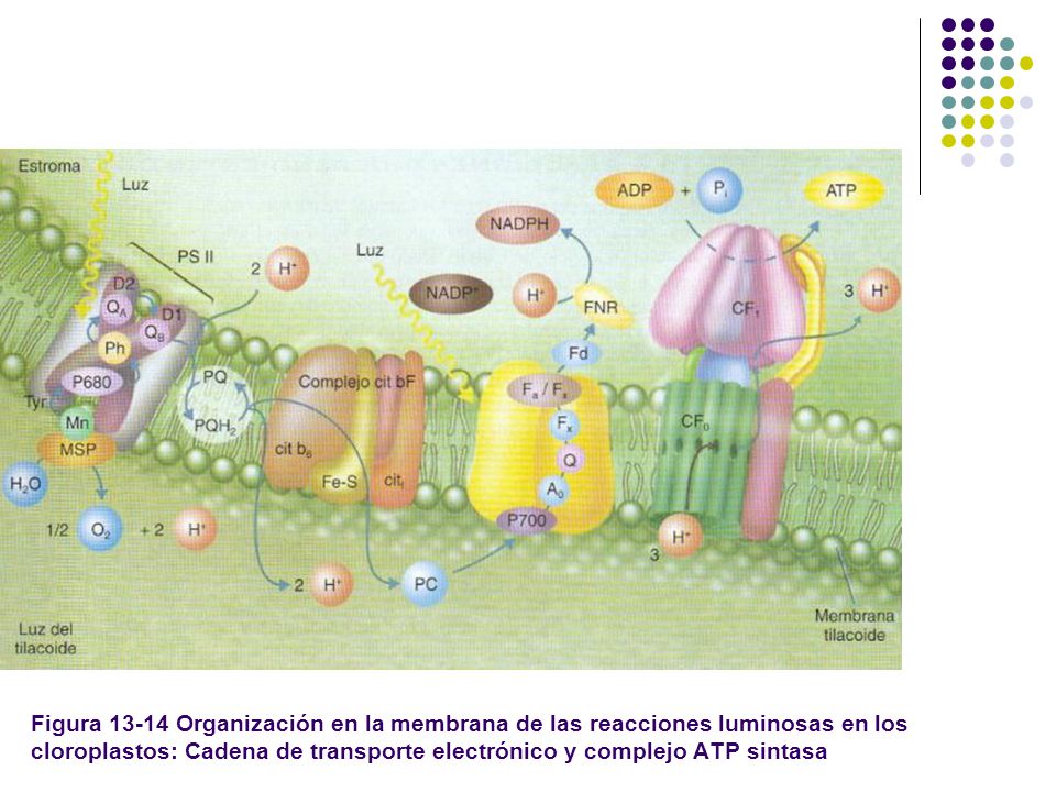 Figura Organización en la membrana de las reacciones luminosas en los cloroplastos: Cadena de transporte electrónico y complejo ATP sintasa