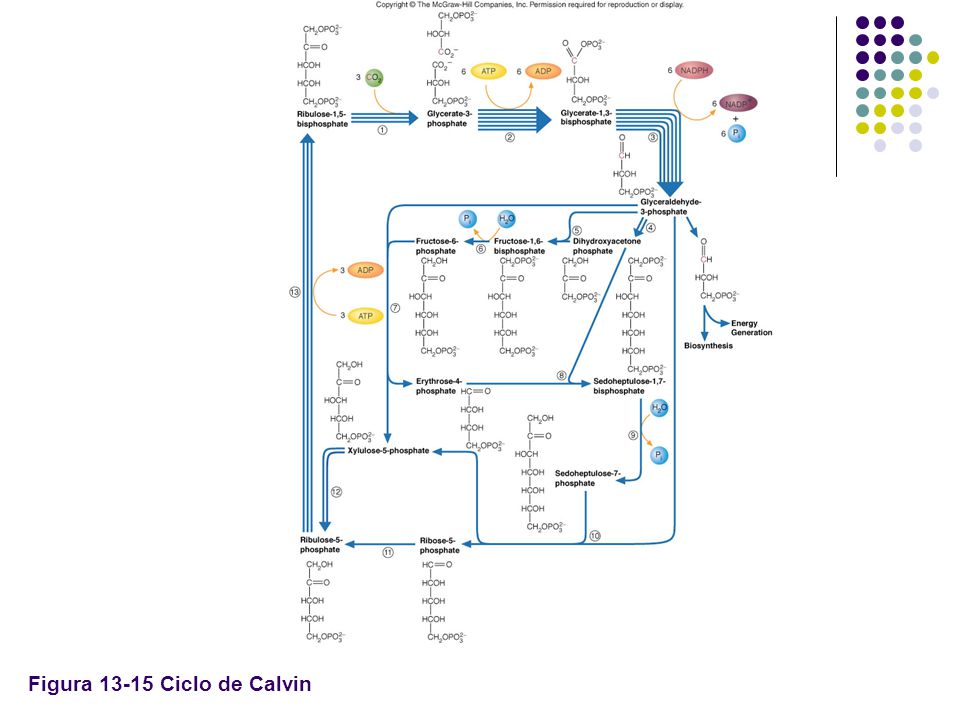 Figura Ciclo de Calvin