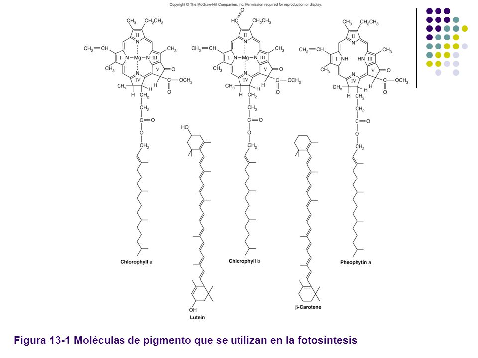 Figura 13-1 Moléculas de pigmento que se utilizan en la fotosíntesis