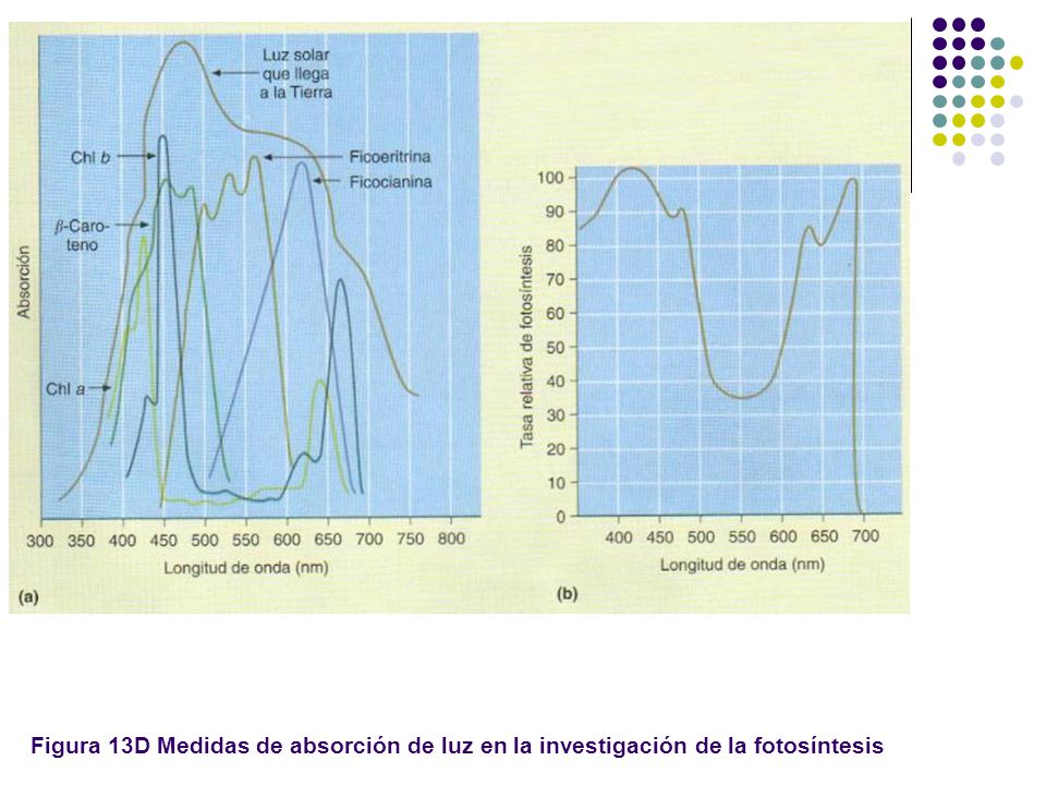 Figura 13D Medidas de absorción de luz en la investigación de la fotosíntesis