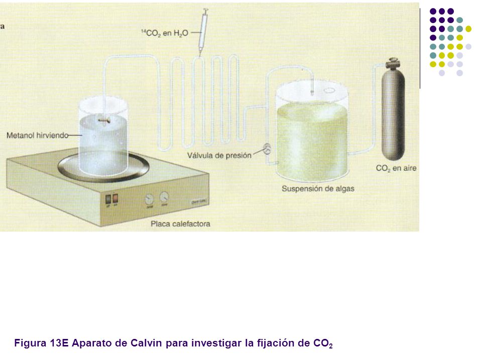 Figura 13E Aparato de Calvin para investigar la fijación de CO2